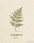 Dryopteris Botanical Print, Plate V — Vintage Fern Wall Art