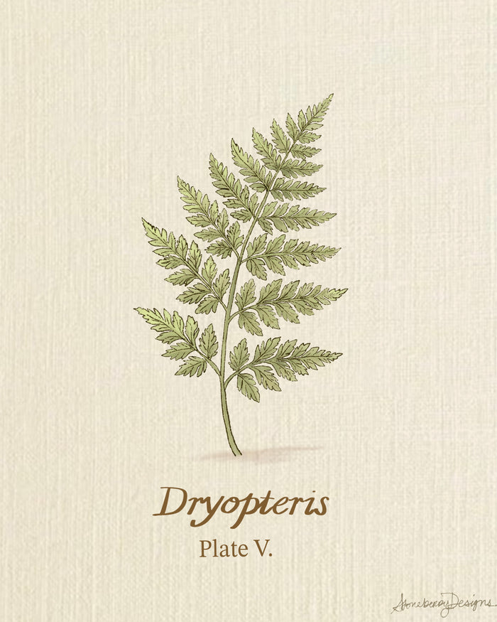 Dryopteris botanical print, Plate V, fern study
