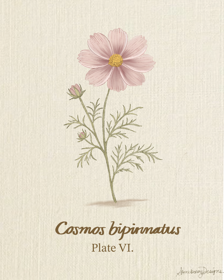 Cosmos Botanical Print, Plate VI — Vintage Floral Wall Art
