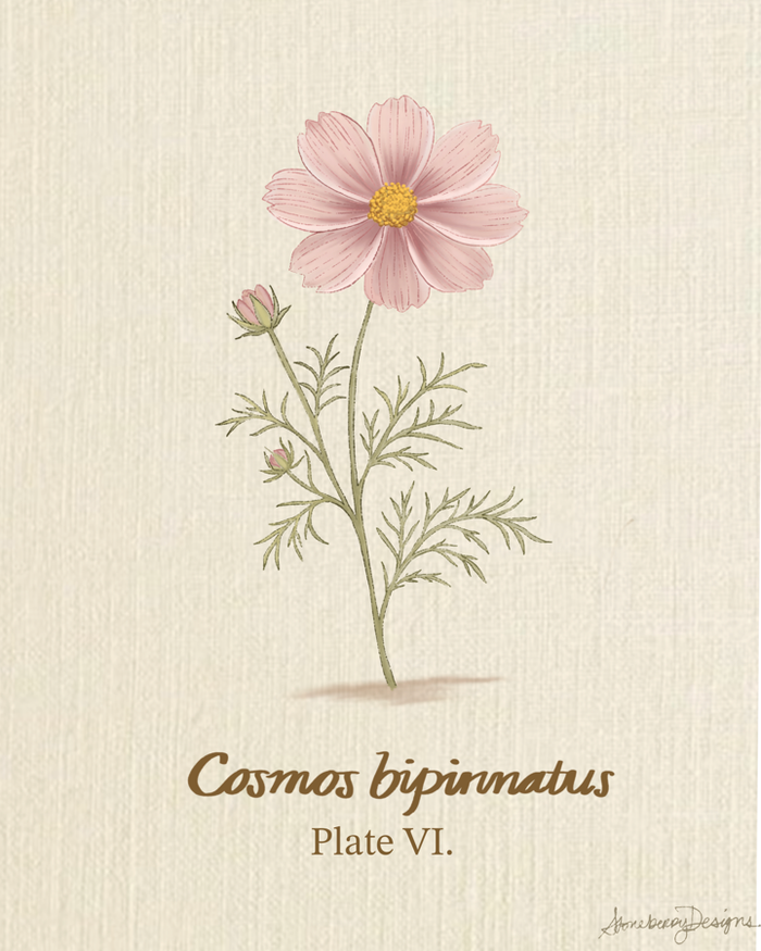 Cosmos botanical print, Plate VI, cosmos study